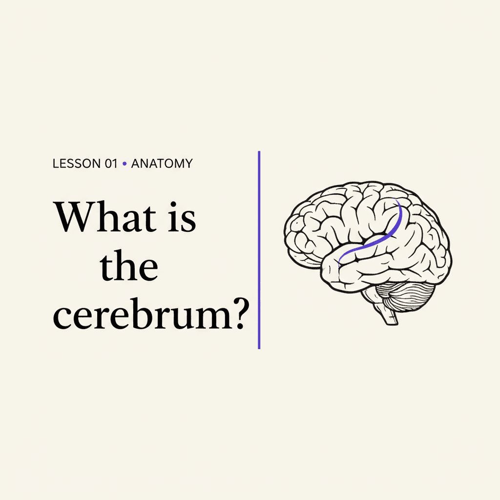 What is the cerebrum?