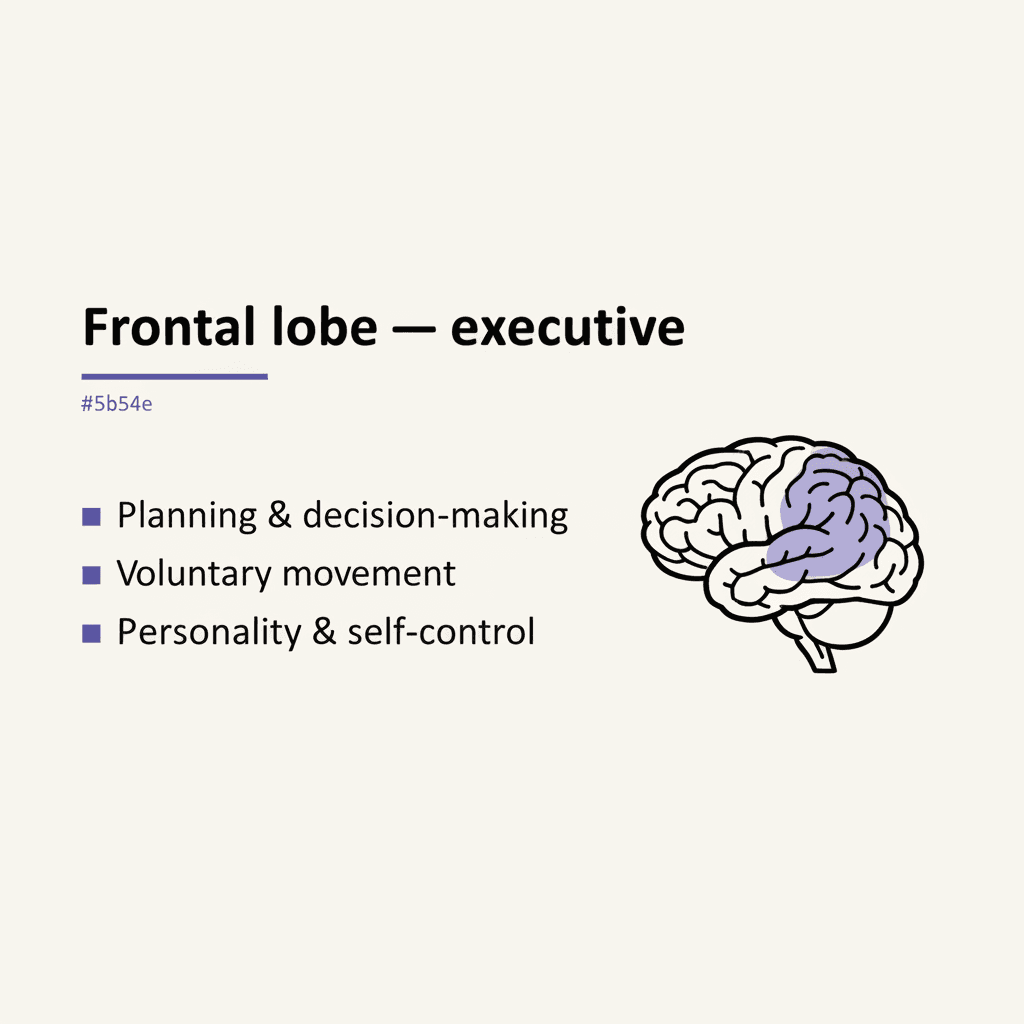 Frontal — executive