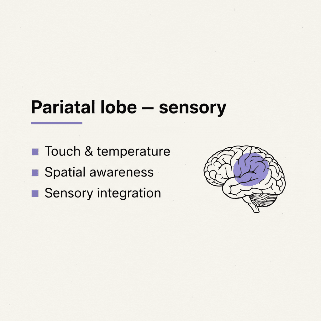 Parietal — sensory